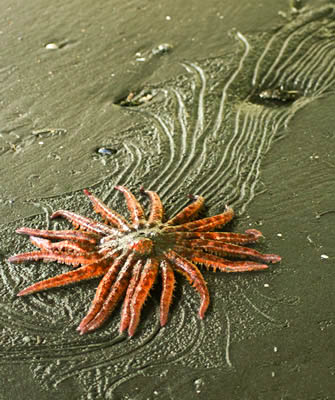 Crawling sunstarfish