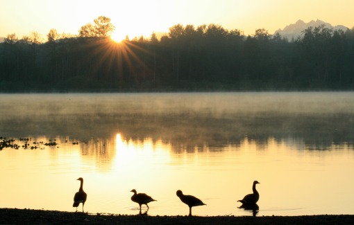 geese sunrise