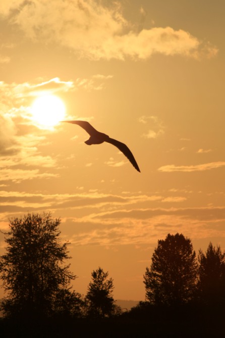 sunset bird
