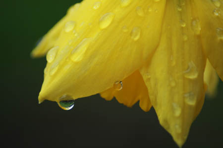 daffodil-small.jpg